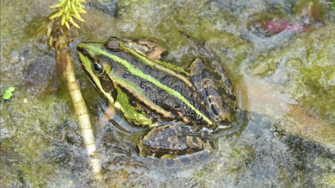 Poelkikker
