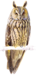ransuil