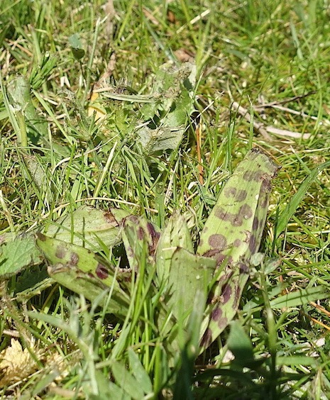 rietorchis gemaaid