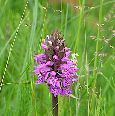 Rietorchis