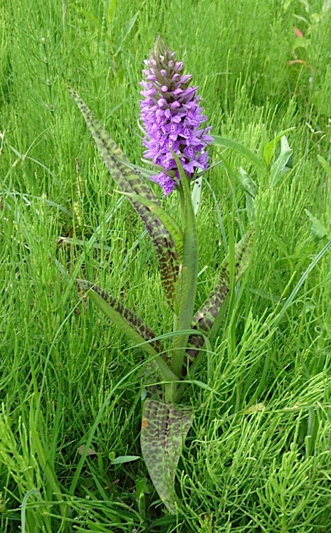 Rietorchis