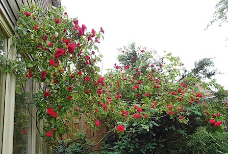 rozen