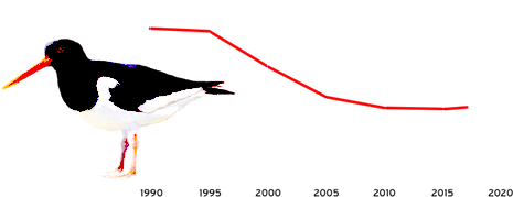 scholekster