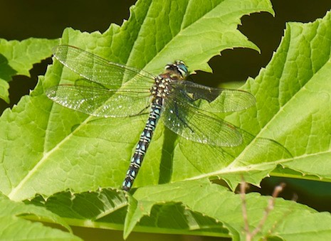 screenshot 134