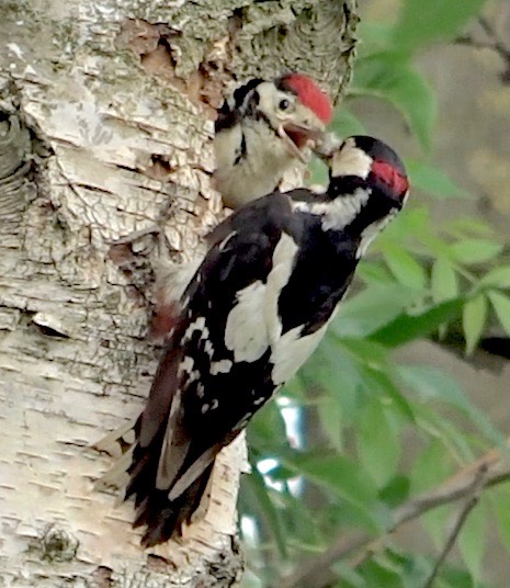 specht 1
