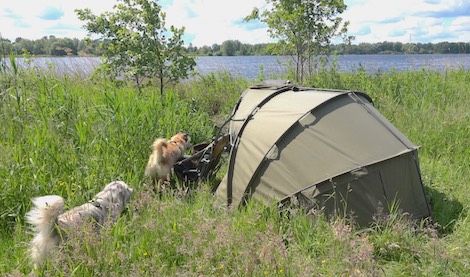 tent