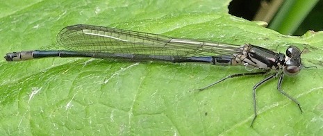 variable waterjuffer