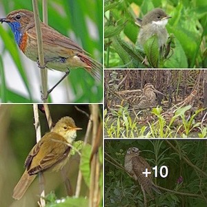 vogels Niekus