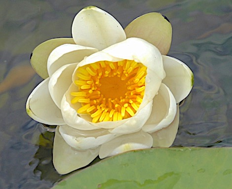 Waterlelie